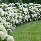 Fresh White Hydrangea Flower Seeds