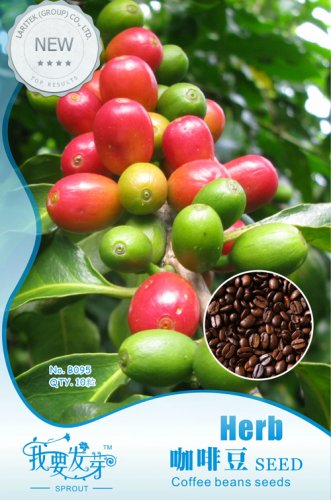Fresh 10 seeds /pack Coffee Bean SeedARABICA COFFEE (Coffea Catura Arabica) SEEDS