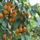 Fresh 20 Seeds/Pack Taste Sour Sweet Yellow Round Apricot Seeds Edible Fruit Seeds