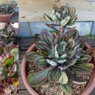 Fresh 1 Professional Packs 20 Seeds/Pack Multi Colored Echeveria Nodulosa Seeds