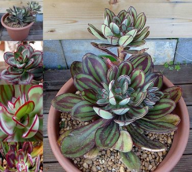 Fresh 1 Professional Packs 20 Seeds/Pack Multi Colored Echeveria Nodulosa Seeds