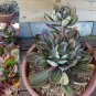 Fresh 1 Professional Packs 20 Seeds/Pack Multi Colored Echeveria Nodulosa Seeds