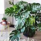 Fresh Monstera deliciosa Liebm Seeds Dark Green Leaves