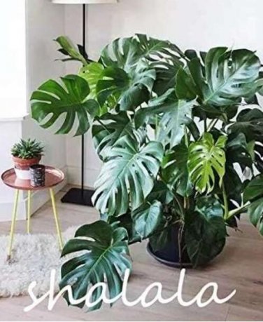 Fresh Monstera deliciosa Liebm Seeds Dark Green Leaves