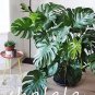 Fresh Monstera deliciosa Liebm Seeds Dark Green Leaves
