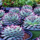 Fresh Blue Succulents Witchford Lithops Cactus Echeveria Seeds