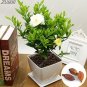 Fresh 2PCS Gardenia Bulbs Cape Jasmine Fragrant Exotic Shrub Open Pollinate