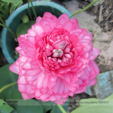 Fresh New Balcony Red Multi petalled Lotus Flower Seeds 1 Seed / Pack Fragrant