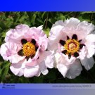 Fresh Zi Ban Pink Peony Tree with Black Spot Flower Seeds 5 Seeds / Pack Flowers