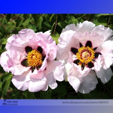Fresh Zi Ban Pink Peony Tree with Black Spot Flower Seeds 5 Seeds / Pack Flowers