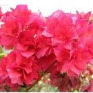 Fresh Bougainvillea Seeds Water Pink Flowers
