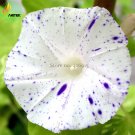 Fresh Imported White Morning Glory with Purple Spot Flowers 10 Seeds annual flowers