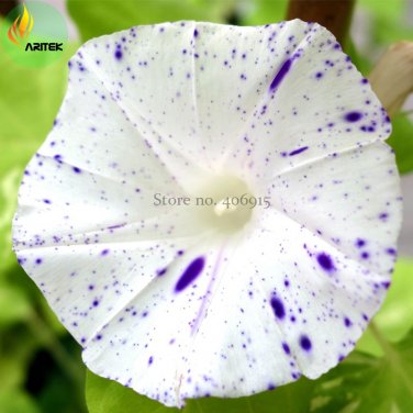 Fresh Imported White Morning Glory with Purple Spot Flowers 10 Seeds annual flowers