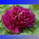 Fresh Shou An Hong Red Chinese Peony Seedling Flower Seeds 5 Seeds Fragrant