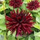 Fresh Nuit dEte Dark Red Dahlia Flower Seeds 20 Seeds Bloom First Year Long Bloomer