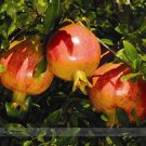 Fresh Sochi Dwarf Light Red Yellow Pomegranate Shrub Fruit Seeds 20 Seeds Cold Hardy