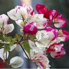 Fresh Bougainvillea Seed Colorful Bougainvillea Spectabilis Willd Plant Seeds