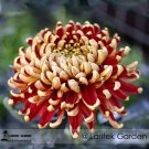 Fresh Red and Yellow Chrysanthemums Flowers Seeds 100 Seeds / Pack Flowers