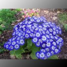 Fresh Blue Daisy White Heart Professional Pack 200 Seeds / Pack Flowers