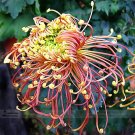 Fresh Japan Spider Chrysanthemums Flowers Seeds 100 Seeds / Pack Flowers