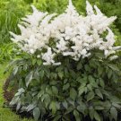 Fresh White Astilbe Chinensis Professional Pack 100 Seeds / Pack Flowers