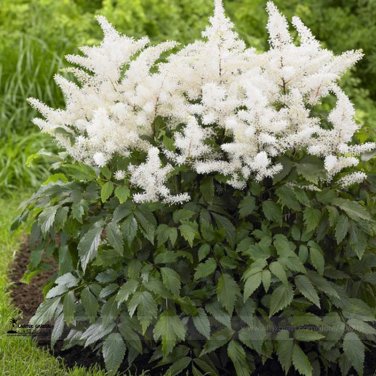 Fresh White Astilbe Chinensis Professional Pack 100 Seeds / Pack Flowers