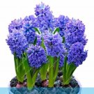 Fresh Hyacinth Bonnsai Flower Seeds Purplish Blue Flowers