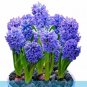 Fresh Hyacinth Bonnsai Flower Seeds Purplish Blue Flowers