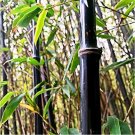 Fresh Rare Black Bamboo Beautiful Seed for Home Garden Household Items