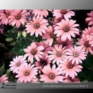 Fresh Hybrid New Light Rose Pink Bellis perennis Daisy Flower Seeds 50+