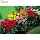 Fresh DAHLIA CACTUS MIX Dahlia Pinnata Variabilis 80 SEEDS