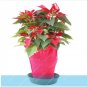 Fresh Poinsettia Euphorbia pulcherrima Seeds Red Flowers