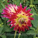 Fresh Tahiti Sunrise Red Yellow Dahlia Flower Seeds 20 Seeds Light Fragrant Flowers