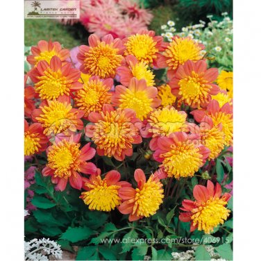 Fresh  Honey Dahlia Pinnata Flower Seeds 20+ Garden Bonsai Compact Orange Flowers
