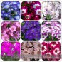 Fresh Mixed 9 Colors Florists Cineraria Seeds 50 Blue Red Pink Purple White Flowers