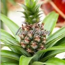 Fresh Pineapple Seed Juicy Delicious Fruit