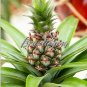 Fresh Pineapple Seed Juicy Delicious Fruit