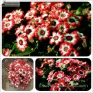 Fresh Hybrid F1 Orange White Florist s Cineraria Seeds 35+