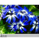 Fresh Dark Blue White Florist s Cineraria F2 Seeds 30+