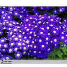 Fresh Hybrid F1 Dark Purple Florist s Cineraria (Pericallis hybrida) 40+ True Colors Seeds