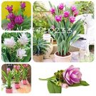 Fresh Colorful Curcuma Seed Flower Plants Rarest Fresh Seeds Mixed