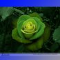 Fresh Dark Green Light Green Rose Flower Seeds 50 Seeds/Pack Strong Fragrant Flowers