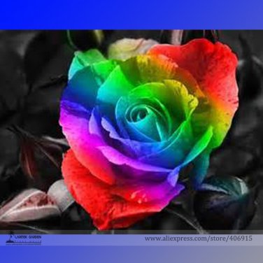 Fresh the st Rain Rainbow Colorful Rose Seedling Flower Seeds 50 Seeds Flower