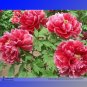 Fresh Cao Zhou Hong Red Peony Tree Flower Seeds 5 Seeds/Pack Strong Fragrant Flowers