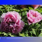 Fresh Yin Hong Qiao Dui Pink Red Peony Tree Shrub Flower Seeds 5 Seeds Flowers
