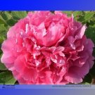 Fresh Lu He Hong Light Red Peony Flower Seeds 5 Seeds/Pack Strong Fragrant Flowers