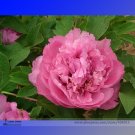 Fresh  Hong Hui Red Peony Shrub Flower Seeds 5 Seeds/Pack Strong Fragrant Flower