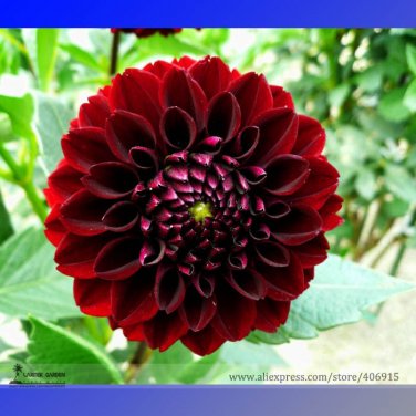 Fresh Different Types of Dahlia Flower Hybrid Seeds 50 Seeds/Pack True Varieties