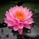 Fresh 1 seed / pack Pink Nelumbo Nucifera Lotus Flowers Pond s available
