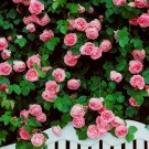 Fresh 100 Seeds / Pack Pink Climbing Rose Seeds Climbing Flowers